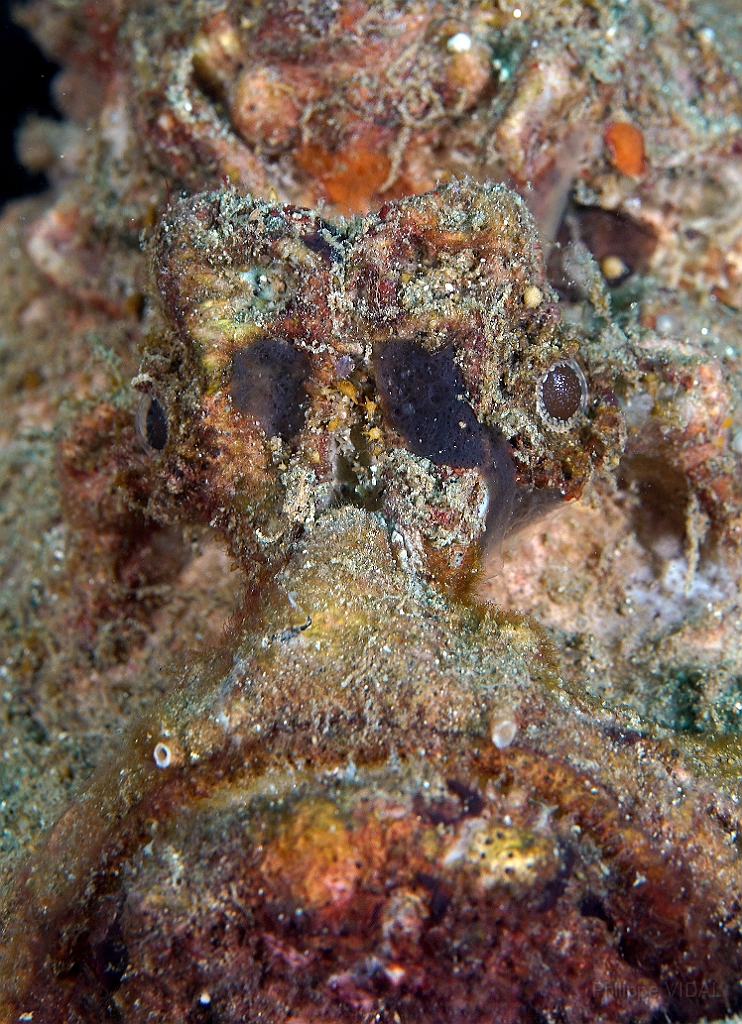Banda Sea 2018 - DSC05471_rc - Estuarine stonefish - Poisson Pierre - Synanceia Horrida..jpg